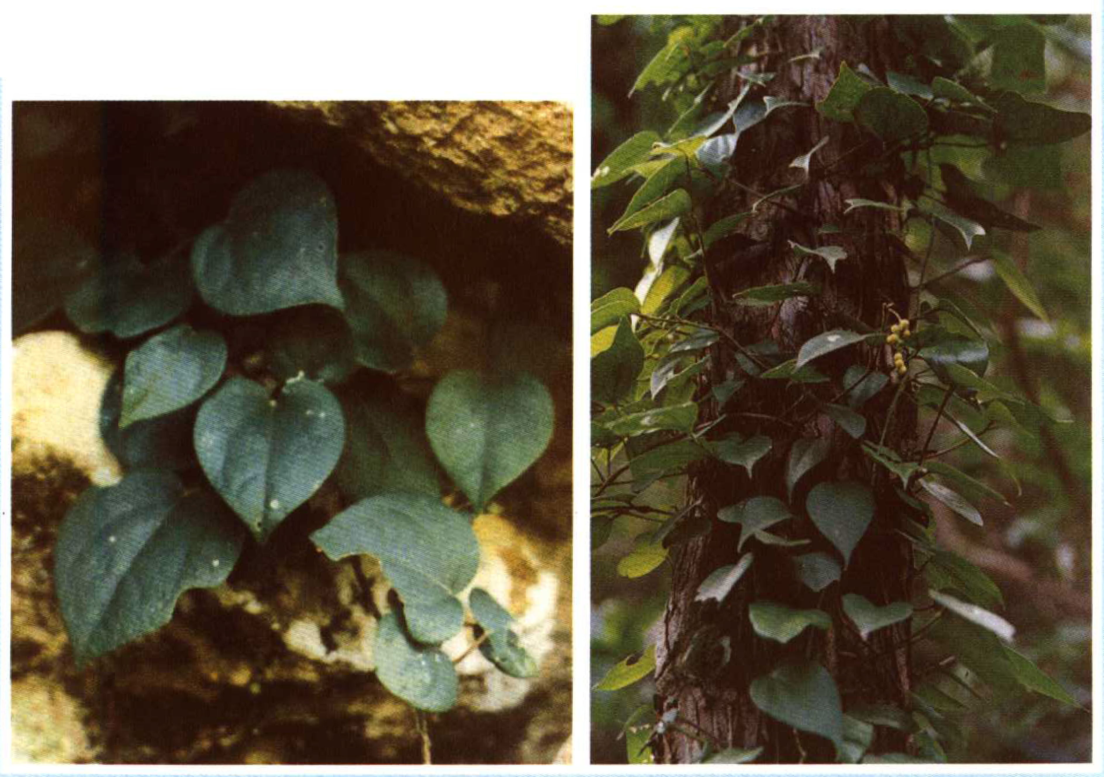 贵州的巴岩香草药图片